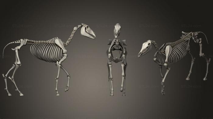 Anatomy of skeletons and skulls (Horse Skeleton, ANTM_1209) 3D models for cnc